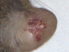 環境化学物質によって悪化したアトピー性皮膚炎症状（マウス耳介）