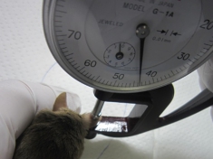マウス耳介厚の測定